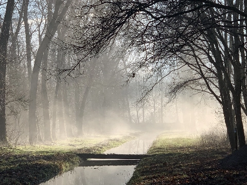 Bomen- en knoppenwandeling met Broekpoldergidsen op zondag 4 februari